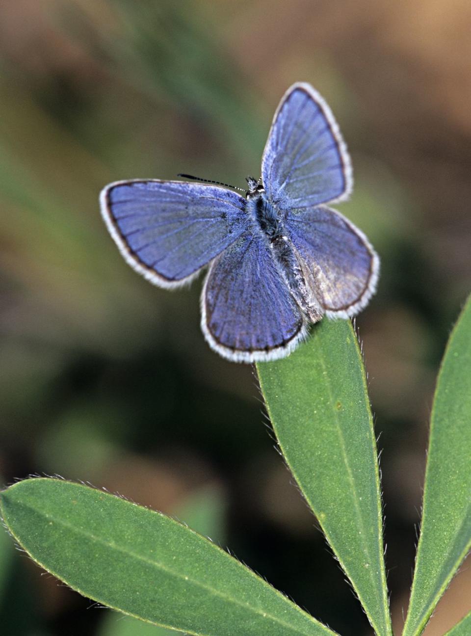 <p><strong>Karner Blue Butterfly<br><br></strong>New Hampshire's offical state insect is the ladybug, but this striking Karner Blue has the state's butterfly title. </p>