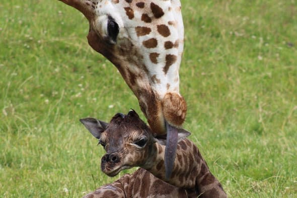 Woburn Safari Park - baby giraffe