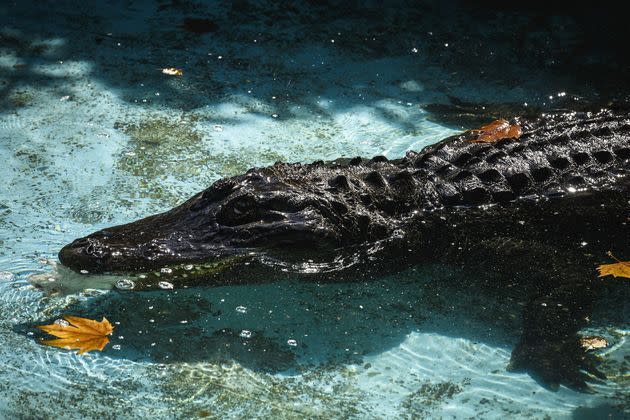 <p>Muja, dans son bassin au zoo de Belgrade (Serbie), en août 2020.</p>