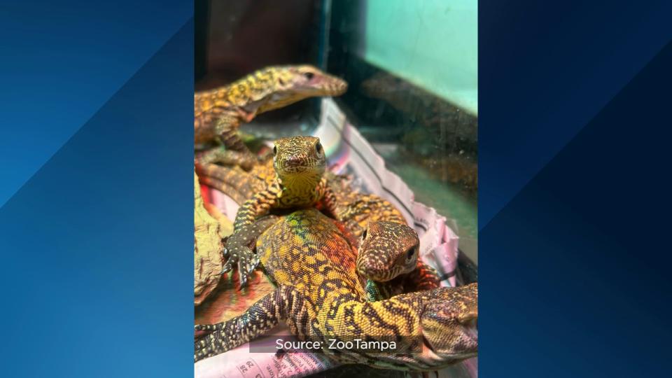 For the first time ever, ZooTampa at Lowry Park hatched endangered Komodo dragons.