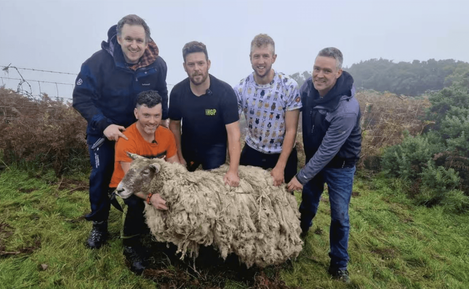 5名男子成功解救受困綿羊。（翻攝自Grouse Beater X）