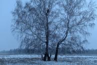 Russian student and blogger climbs a tree for better celular internet connection his remote Siberian village of Stankevichi