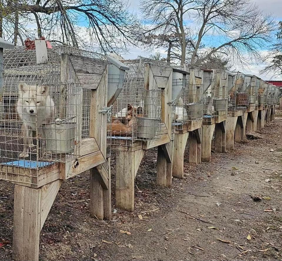 About 40 rescued foxes taken in by a Hilliard wildlife sanctuary were raised in these small wire crates elevated off the ground. Now they are experiencing grass and have lots of room to play.