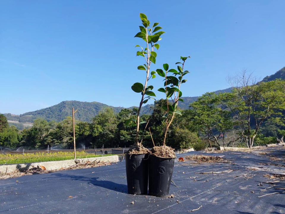 竹粉製可分解盆(日本山茶)