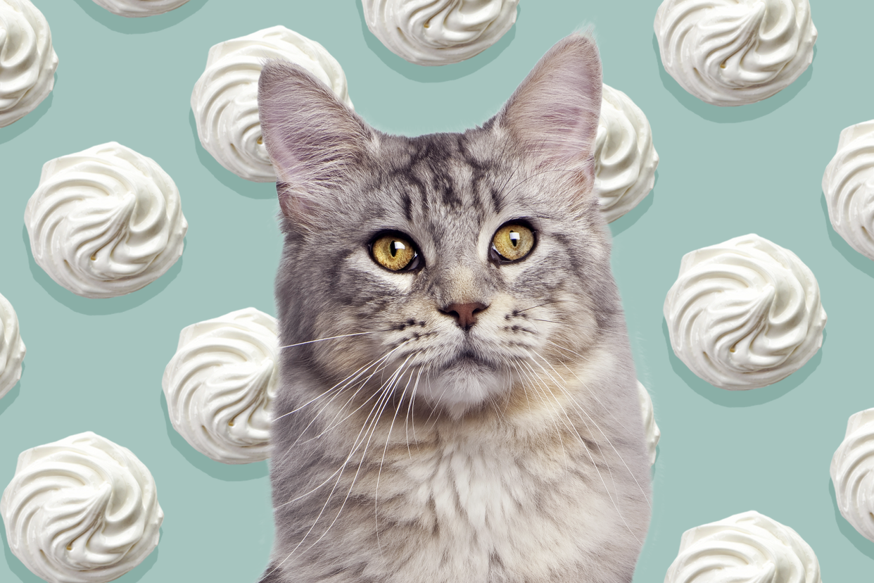 cat with whipped cream background; can cats eat whipped cream?