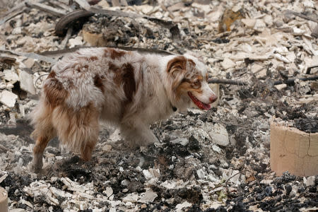 A cadaver dog named I.C. searches for human remains in a house destroyed by the Camp Fire in Paradise, California, U.S., November 14, 2018. REUTERS/Terray Sylvester