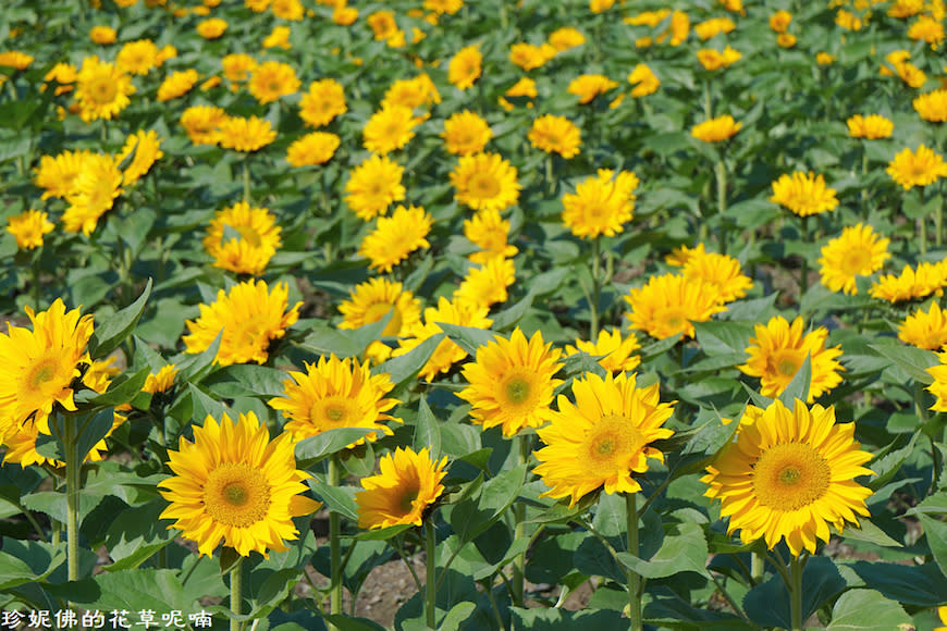 屏東新埤鄉綜合休閒公園｜向日葵花海