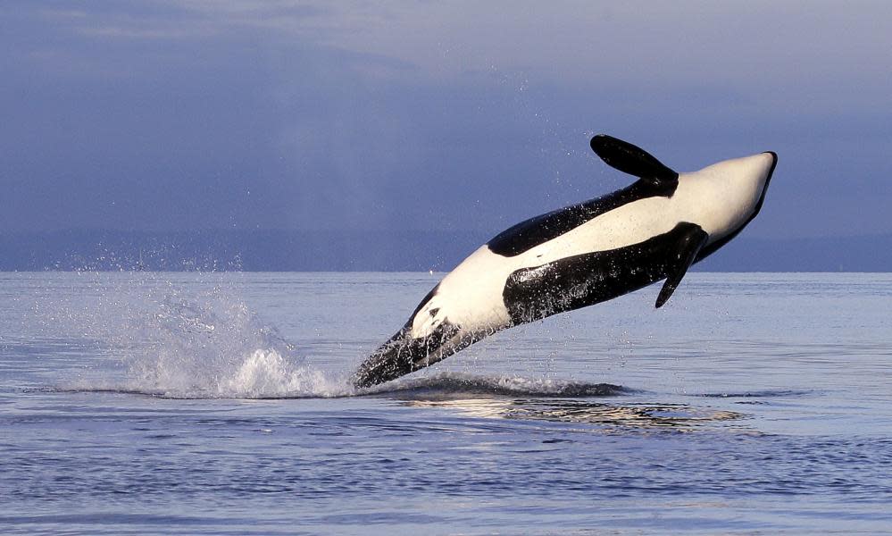 A female orca leaps from the water while breaching in Puget Sound, west of Seattle.