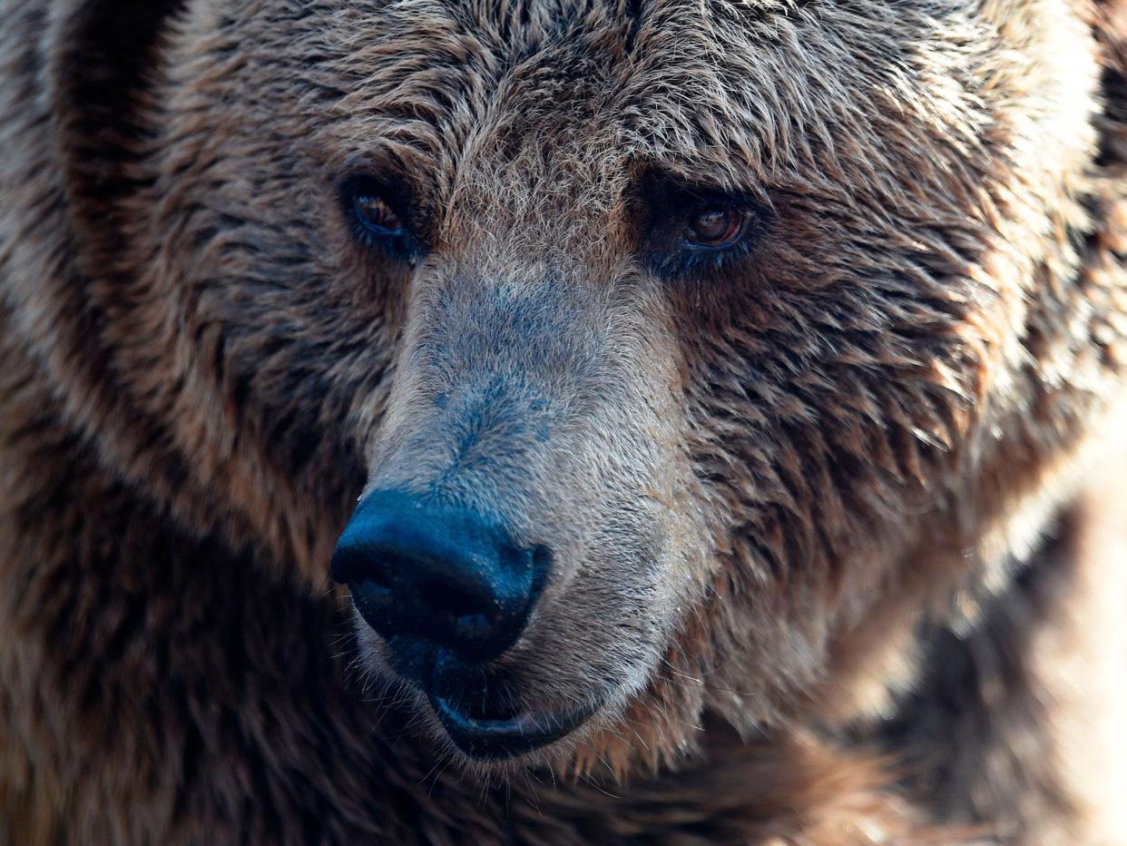 The zoo has been closed until further notice (file image): JEAN CHRISTOPHE VERHAEGEN/AFP/Getty Images