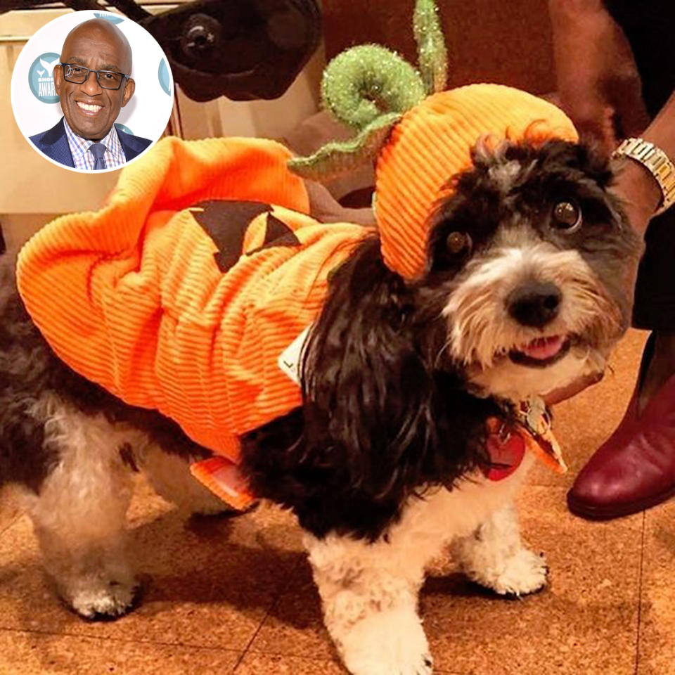 <p>Aw! The <i>Today</i> co-host did a trial run of his pup in costume ahead of Halloween. “My girl, Pepper, previewing her #halloween #costume,” Roker shared. “The only time I will approve of #pumpkin #spice.” (Photo: <a rel="nofollow noopener" href="https://www.instagram.com/p/BMC7t03jl0u/" target="_blank" data-ylk="slk:Instagram;elm:context_link;itc:0;sec:content-canvas" class="link ">Instagram</a>/Getty Images) </p>