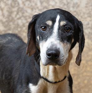 Greater Good Charities and Wings of Rescue are partnering with the John R. Peterson Foundation to fly over 600 shelter dogs and cats from Hawaii to the U.S. mainland, making Paws Across the Pacific the largest pet rescue flight in history.  Photo Credit: Kauai Humane Society