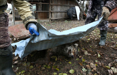 Hunters cover a dead wolf after the hunt in the village of Khrapkovo, Belarus November 4, 2016. REUTERS/Vasily Fedosenko