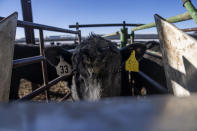 A cow walks into a GeenFeed machine to receive treats of alfalfa pellets at Colorado State University's research pens in Fort Collins, Colo., Thursday, March 9, 2023. The methane, carbon and other gases that cattle breathe out are measured in the machines while the pellets entice them to stay and keep eating. (AP Photo/David Goldman)