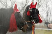 Horses are seen before the annual horse race organized by Orthodox believers on Epiphany Day in the Romanian village of Pietrosani, 45 km (28 miles) north of Bucharest, January 6, 2014. Epiphany Day falls on January 6 every year and it celebrates the end of Christmas festivities in Romania. REUTERS/Bogdan Cristel (ROMANIA - Tags: ANIMALS SOCIETY RELIGION)