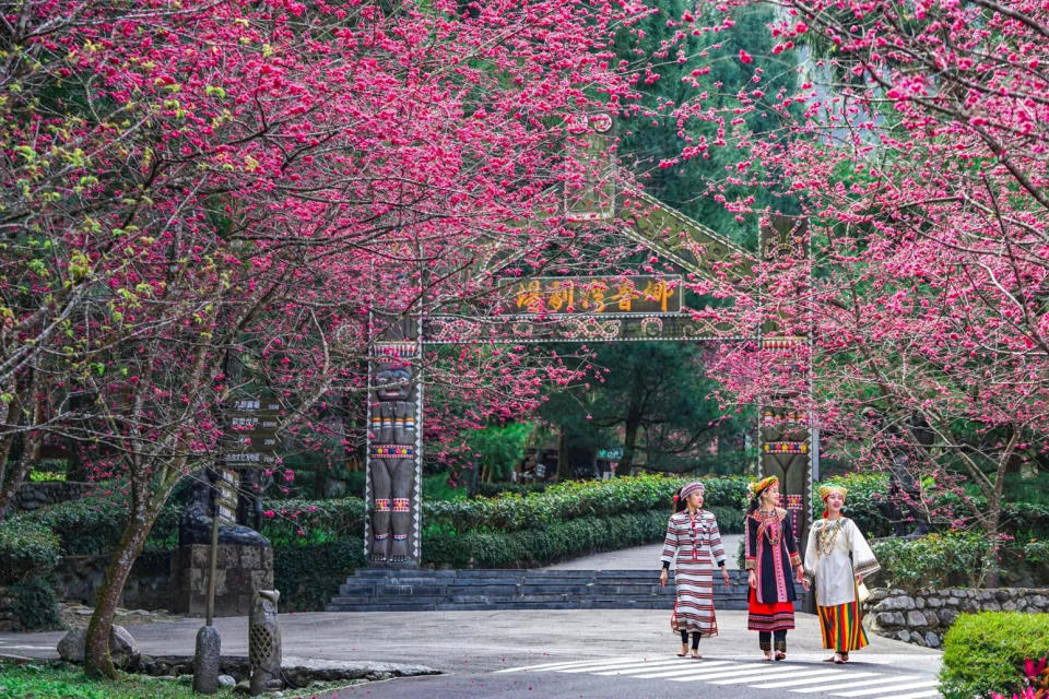 <strong>走訪九族文化村能體驗特殊原民風情及賞櫻。（圖／翻攝自九族文化村臉書）</strong>