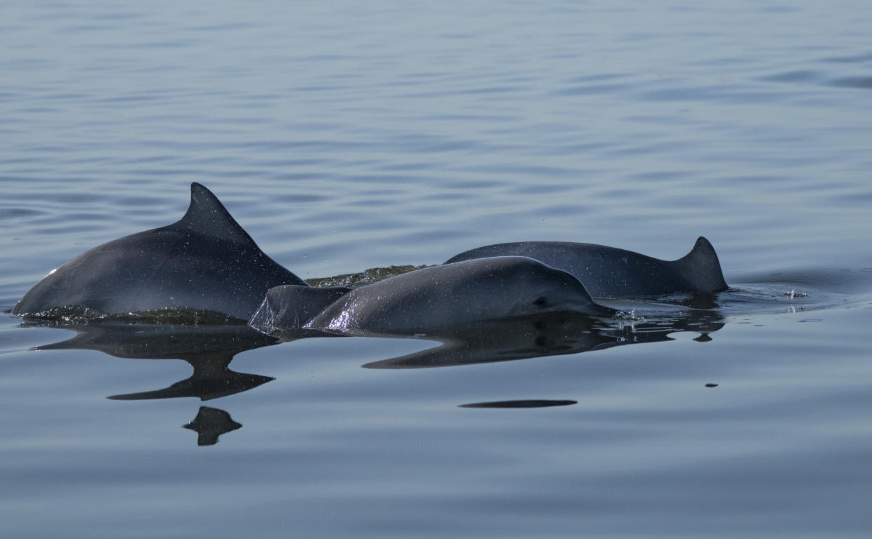 FILE - A group of Guiana dolphins swim in Guanabara Bay, in Rio de Janeiro, Brazil, July 15, 2022. For the first time, United Nations members have agreed on a unified treaty on Saturday, March 4, 2023, to protect biodiversity in the high seas — nearly half the planet’s surface. (AP Photo/Silvia Izquierdo, File)