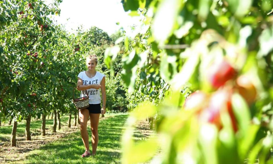 Ripe Victoria plums at Hill Farm in Peterborough.