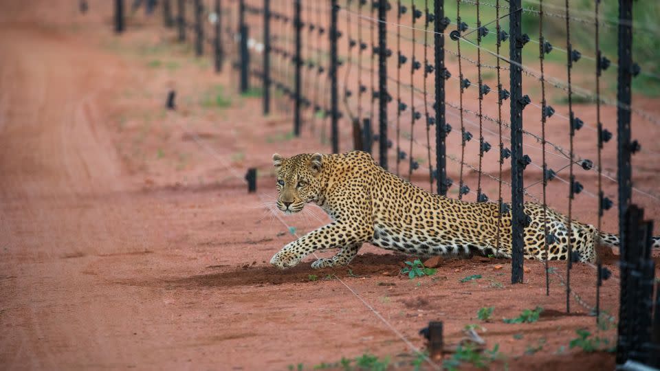 Leopards are interacting more with human structures and living space, causing conflict. Pictured, a leopard climbing through a fence in Hoedspruit, South Africa. - Owen Grobbler