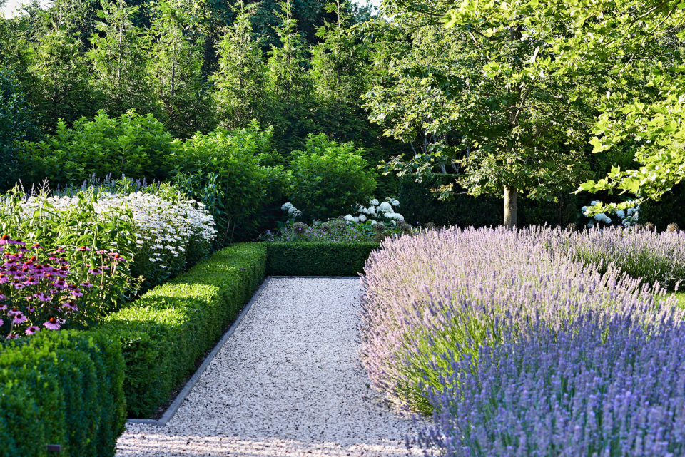 hollander lavender edging along gravel path