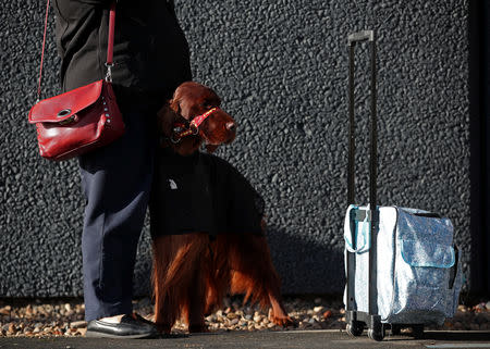 An Irish Setter arrives for the first day of the Crufts Dog Show in Birmingham, Britain, March 7, 2019. REUTERS/Hannah McKay