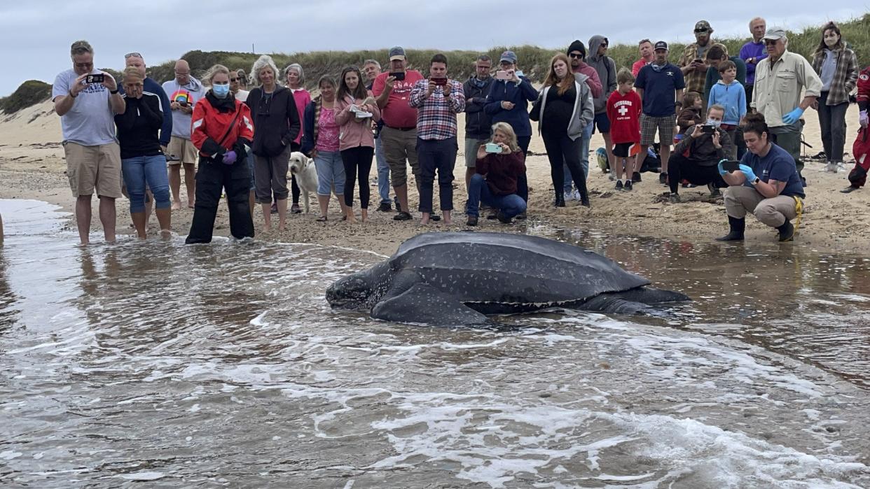 Leatherback rescue