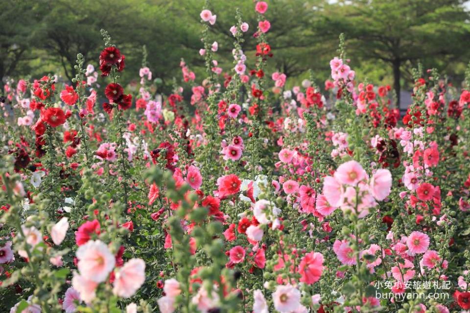 台南｜學甲蜀葵花一日遊