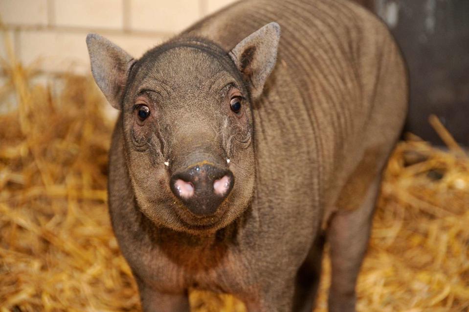 <p>Hohlfeld/ullstein bild via Getty </p> Stock image of a Babirusa