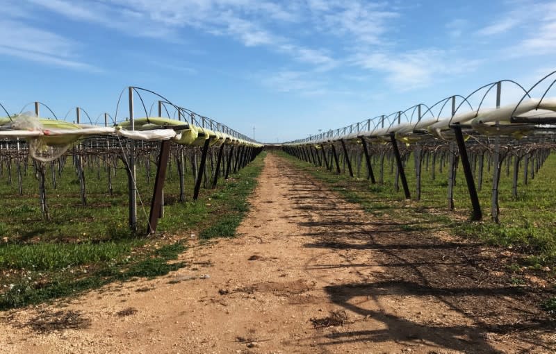 Grape vines for the Italia variety of grape are seen in Noicattaro, a major area of grape production in the southern Italian region of Puglia, Italy