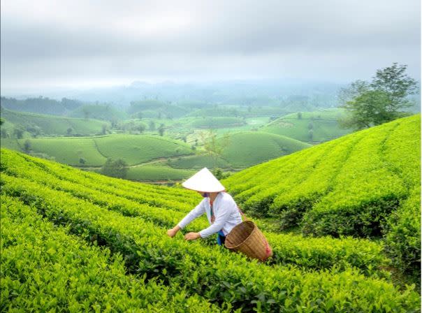 穀雨最重要的活動之一：採收春茶。（圖／CANVA製作）