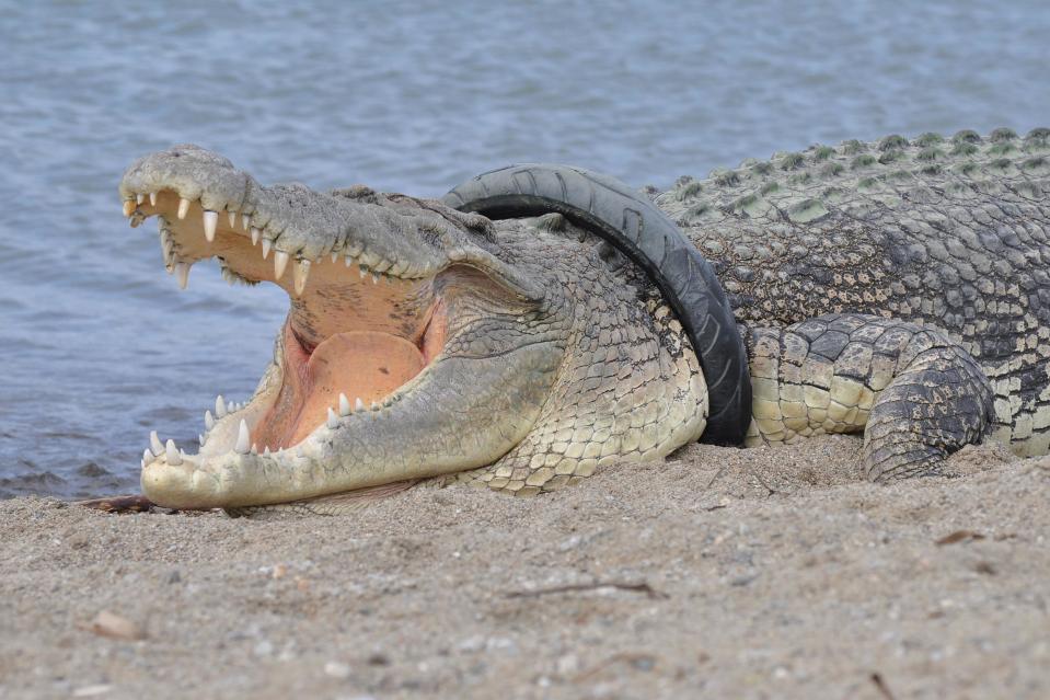 Officials want to locate the crocodile to free him: AFP/Getty Images