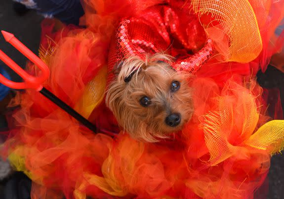 A dog in costume is seen during the 27th Annual Tompkins Square Halloween Dog Parade in Tompkins Square Park in New York on October 21, 2017. / AFP PHOTO / TIMOTHY A. CLARY        (Photo credit should read TIMOTHY A. CLARY/AFP/Getty Images)