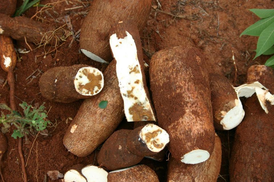 Cassava roots infected with Cassava Brown Streak Disease. IITA/Flickr