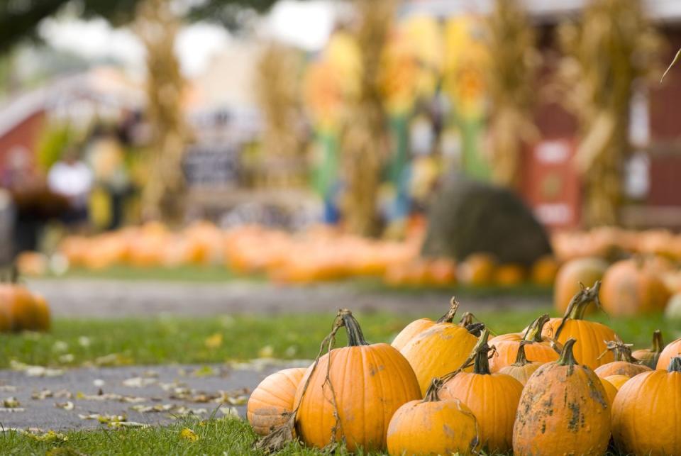 2) Coconut Grove Pumpkin Patch Festival