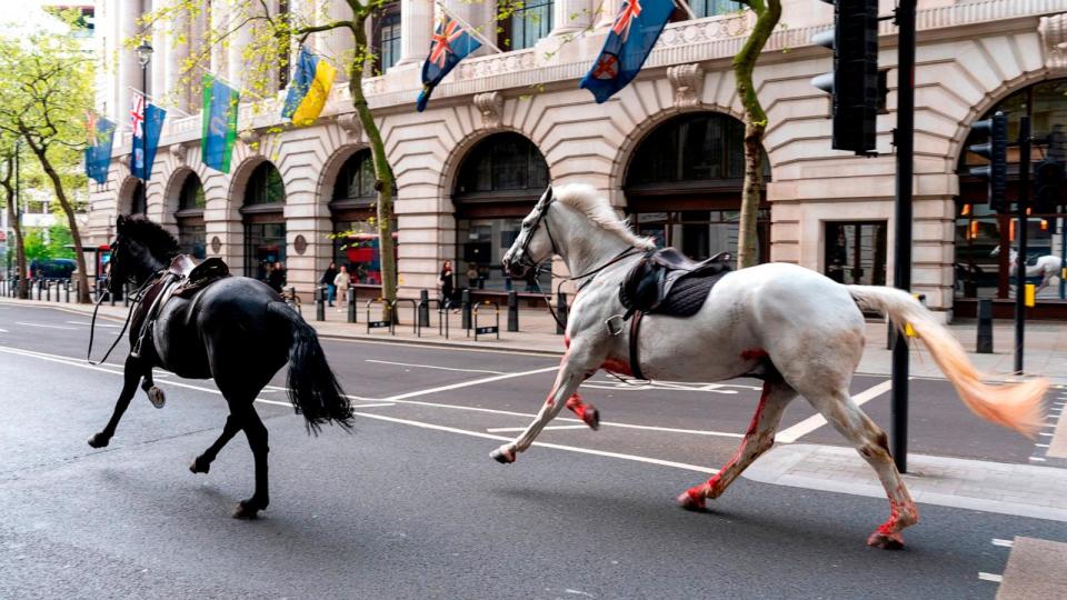 PHOTO: Two horses on the loose bolt through the streets of London near Aldwych, on April 24, 2024. (Jordan Pettitt/PA via AP)