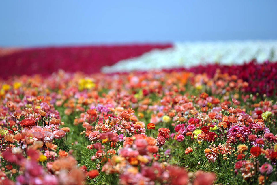 卡爾斯巴德花田（Photo by Gabriel BOUYS / AFP, Image Source : Getty Editorial）