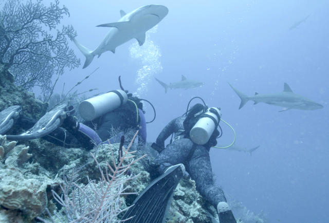 Though it's Shark Week on TV, sharks are year-round in NC