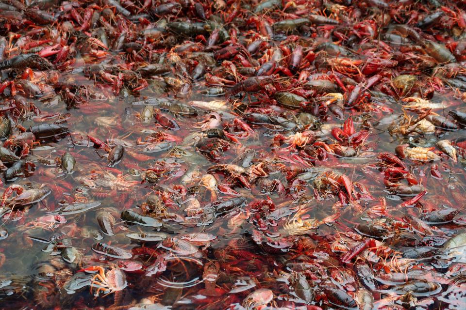 2,500 pounds of crawfish were served to patrons at the Second Annual Crawfest fundraiser for the Scarlet Rope Project at the West Tennessee Farmer's Market in Jackson on May 4, 2019.