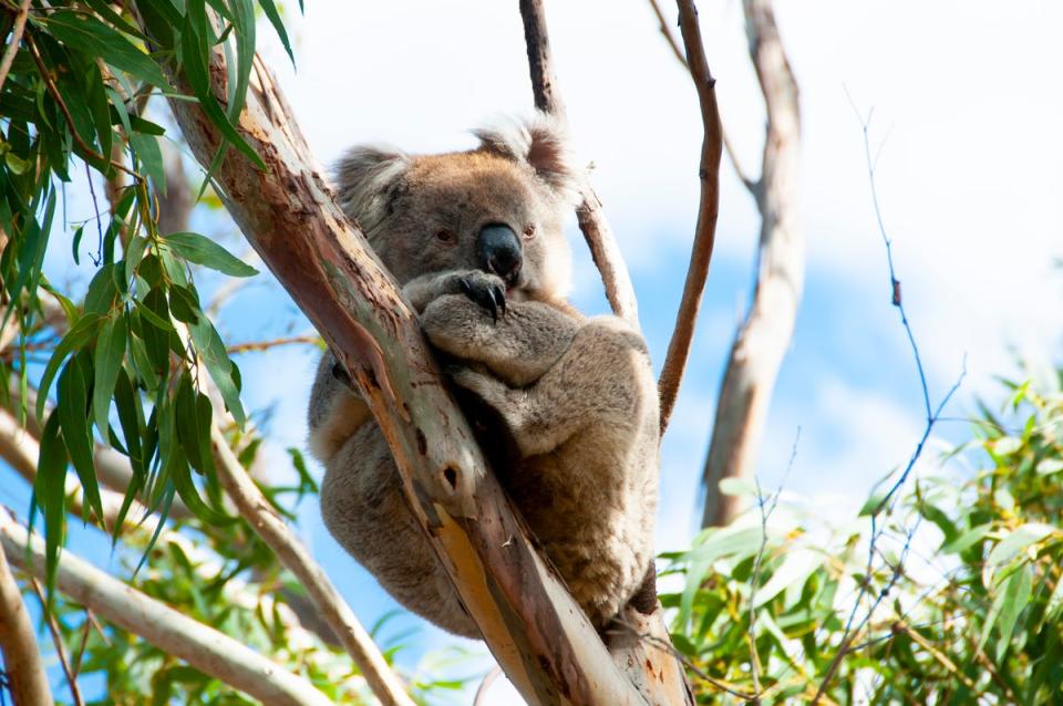 Seek whale sharks, kangaroos and quokkas on the ultimate safari down under (Getty Images/iStockphoto)