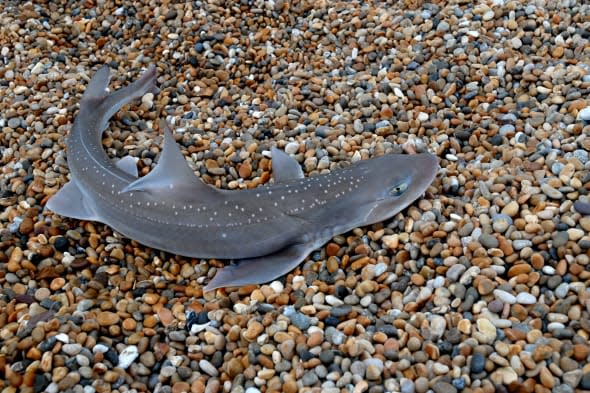 Smooth-hound Shark