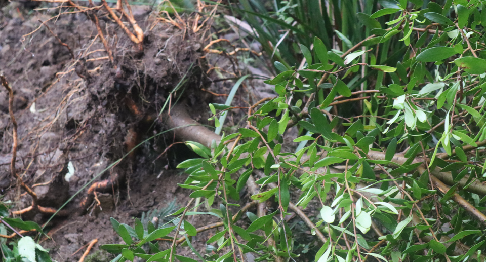 A smaller tree geebung on its side.