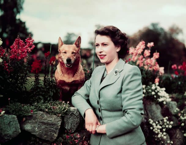 PHOTO: Queen Elizabeth II poses with one of her Corgis at Balmoral Castle, Sept. 28, 1952. (Bettmann Archive/Getty Images)