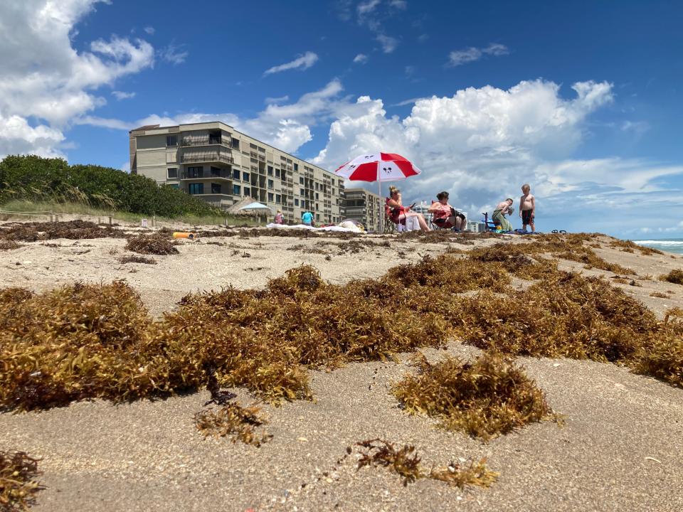 A few beach goers on May 25, 2023, didn’t let the seaweed stop them from coming to Waveland Beach, the southernmost guarded beach in St. Lucie County. The beach is at 10350 S. Ocean Drive in Jensen Beach.