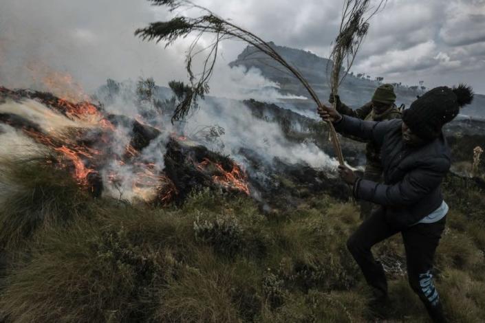 People beat out a fire with tree branches.