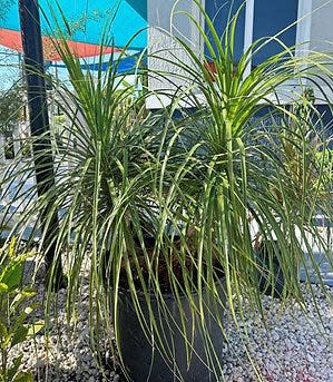 A ponytail palm at Landscape Rehab on Cypress Gardens Boulevard in Winter Haven. The new shop is offering a free Planter Palooza educational event Saturday.