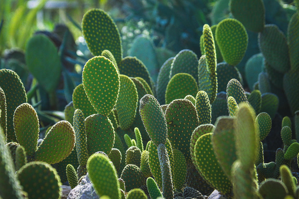 El jugo de nopal sirvió como materia prima para fabricar bioplástico. Foto: cloverphoto/iStock