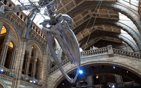 The Natural History Museum - Credit: MIKE KEMP