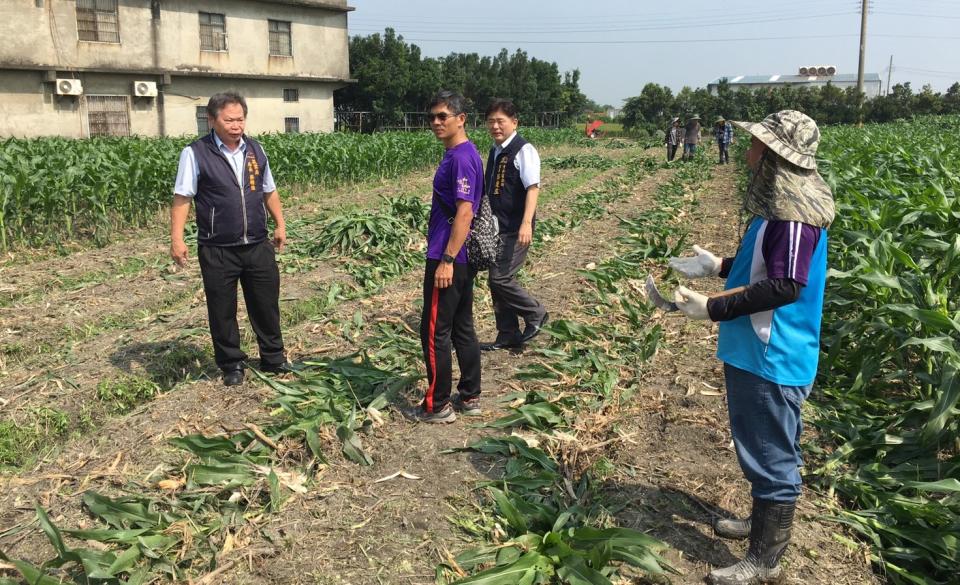 台中清水一處玉米田驚傳秋行軍蟲災情，但由於土層深度不足不適合掩埋，農業局決定採用焚化銷毀方式，並在今日展開撲殺行動。   圖：台中市府提供