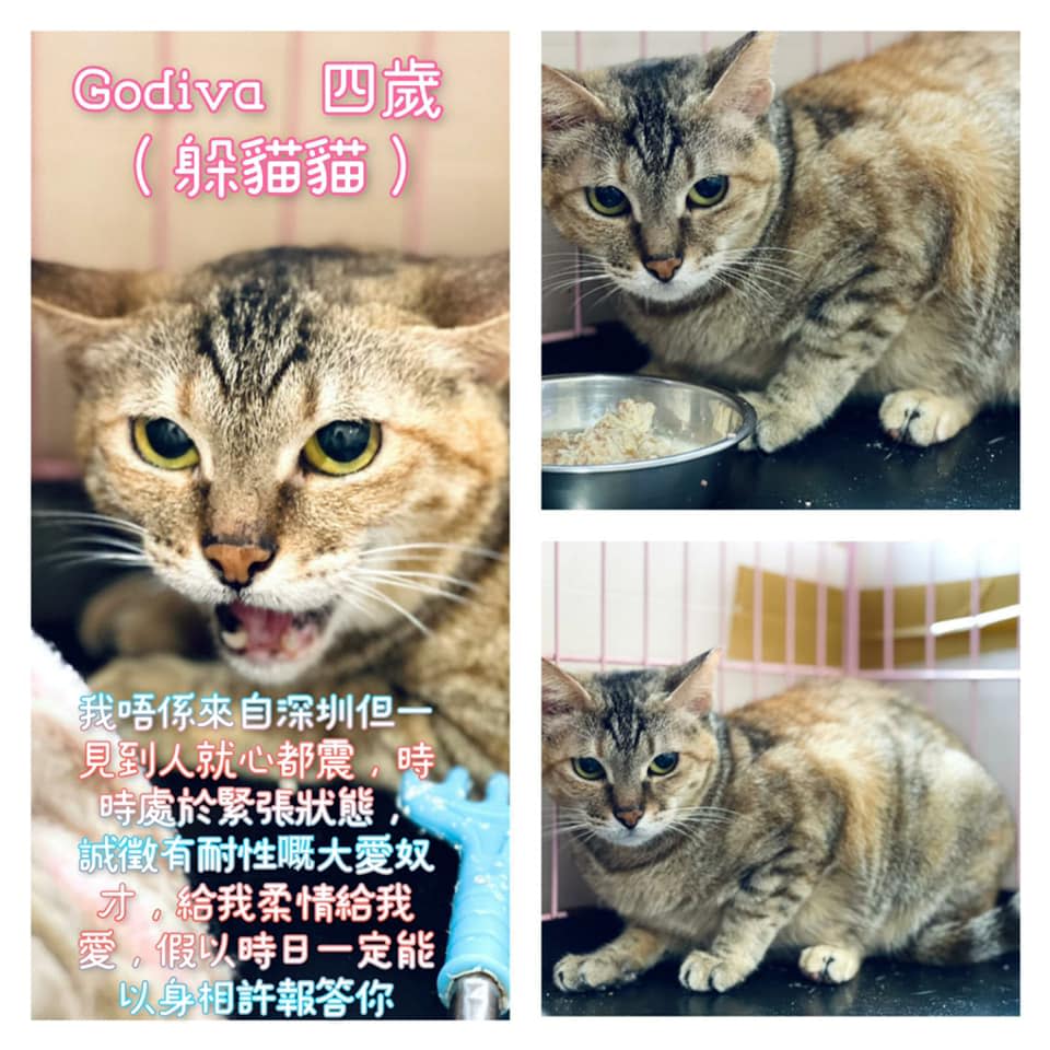 Godiva，6歲，女仔