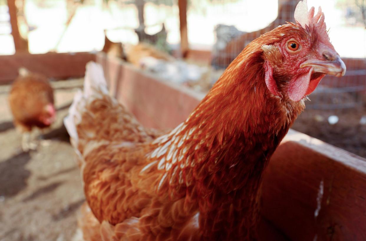 <span>Highly pathogenic avian influenza continues spreading on American farms, raising alarms it could mutate to become pandemic.</span><span>Photograph: Mario Tama/Getty Images</span>