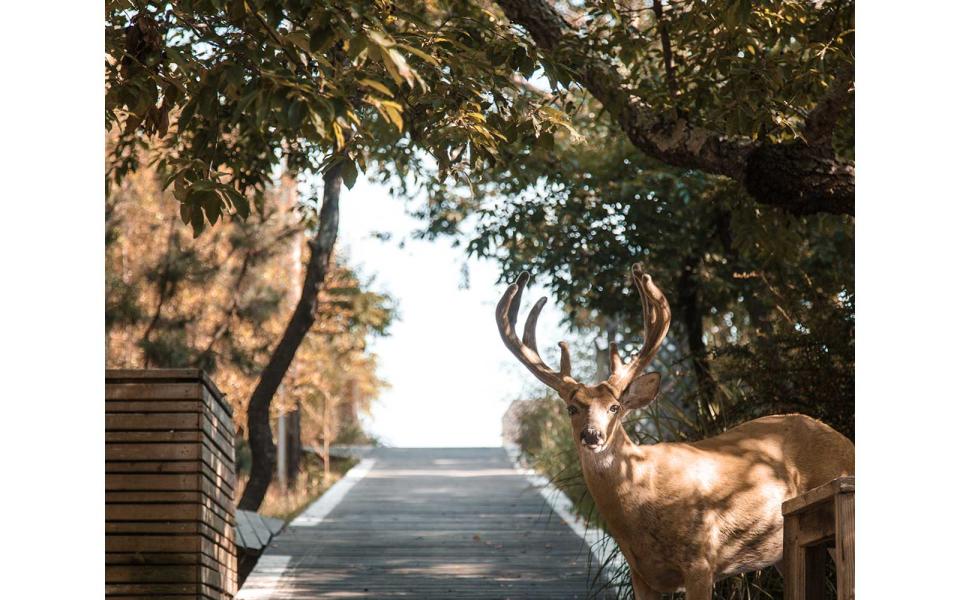 Fire Island